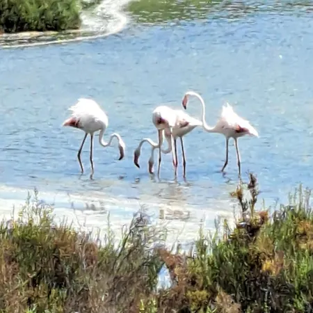Santa Pola, En Playa Del Tamarit Con Piscina.